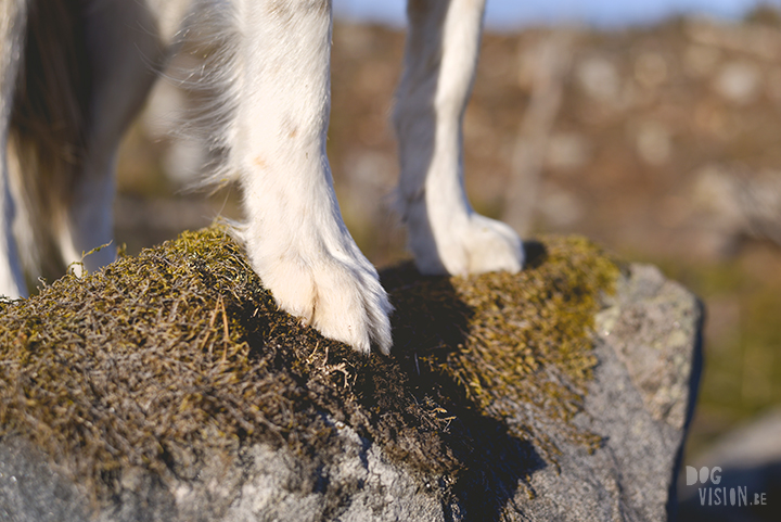 #TongueOutTuesday (18), Border Collie, Zweden, hondenfotografie, www.DOGvision.be