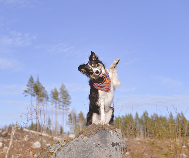 #TongueOutTuesday (18), Border Collie, Zweden, hondenfotografie, www.DOGvision.be