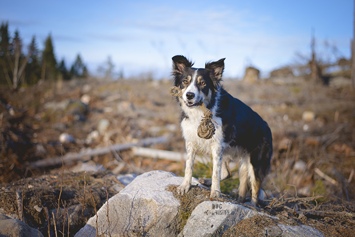 #TongueOutTuesday (18), Border Collie, Zweden, hondenfotografie, www.DOGvision.be