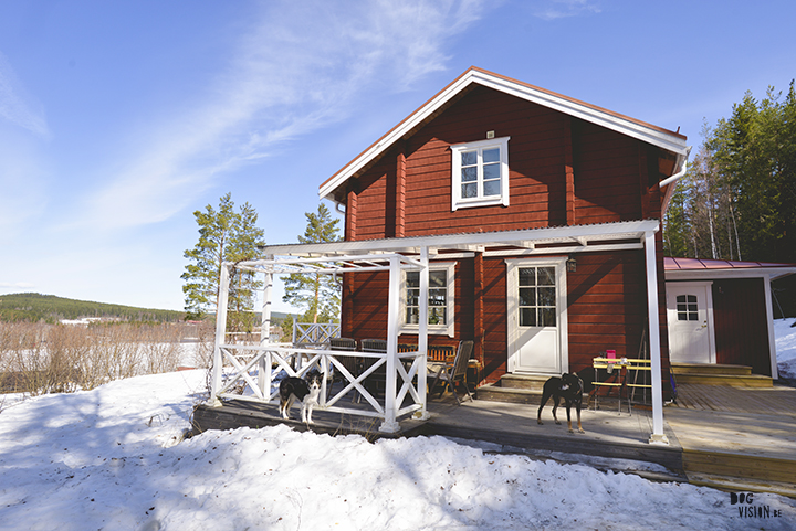 Airbnb huis in Ljusdal, Gävleborg, reizen met honden in Zweden, hondenfotografie, www.DOGvision.be