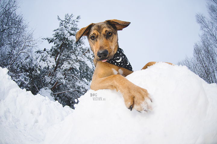#TongueOutTuesday (05) | honden blog uit Zweden | www.DOGvision.be