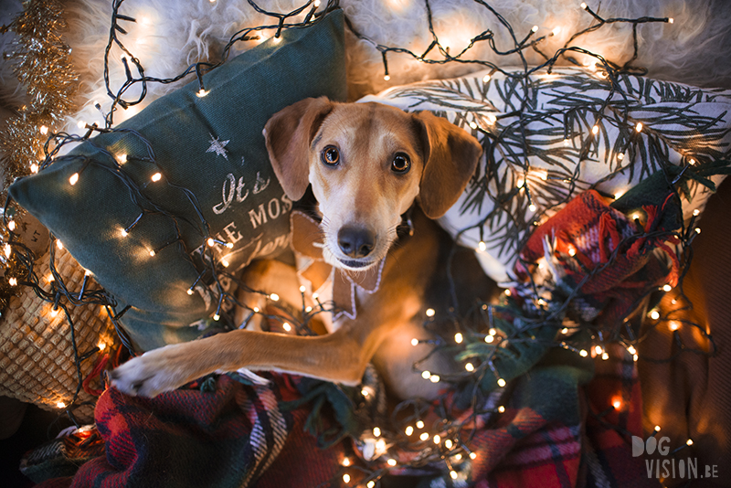#TongueOutTuesday (52), dog photography projects, www.DOGvision.eu, European dog photographer Sweden