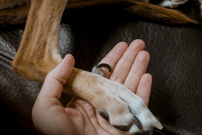 Nagelverzorging bij honden, hond te lange nagels, electrische nagelvijl, bange hond nagels knippen