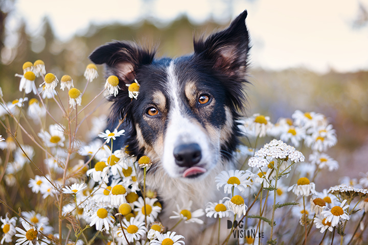 #TongueOutTuesday (30) | dog blog | www.DOGvision.be