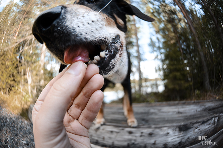 Exploring lakes together | DOGvision dog photography | www.DOGvision.be