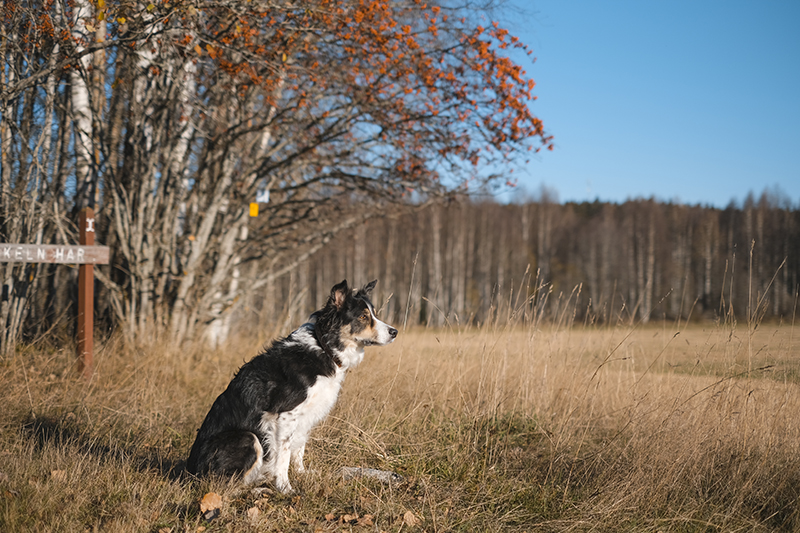 #TongueOutTuesday (43), foto project, Border Collie, www.DOGvision.be