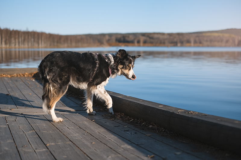 #TongueOutTuesday (43), foot project, Border Collie, www.DOGvision.be