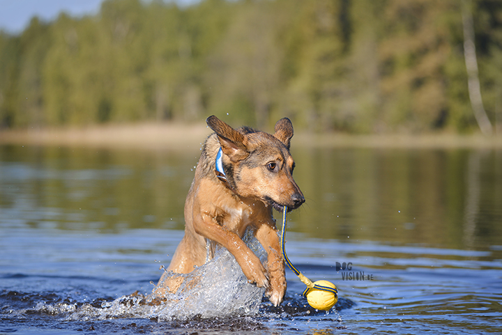 #TongueOutTuesday (22), SUP met de hond, honden in Zweden, hondenfotografie, gopro, blog op www.DOGvision.be