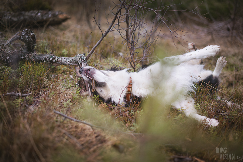 DOGvision hondenfotografie, wandelen met honden in Zweden, hutten zoeken, Dalarna, fika, www.DOGvision.be