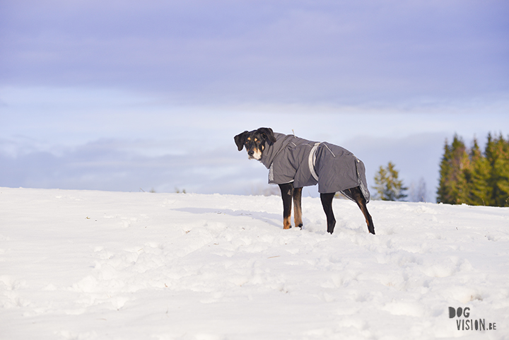 1 jaar Zweden met de honden, een terugblik | www.DOGvision.be