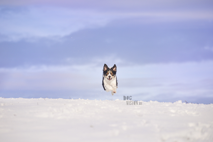 Mogwai | Border Collie | dog photography | www.DOGvision.be