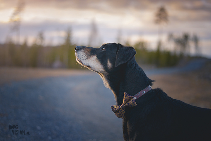 #TongueOutTuesday (18), Transylvaanse brak, Zweden, hondenfotografie, www.DOGvision.be