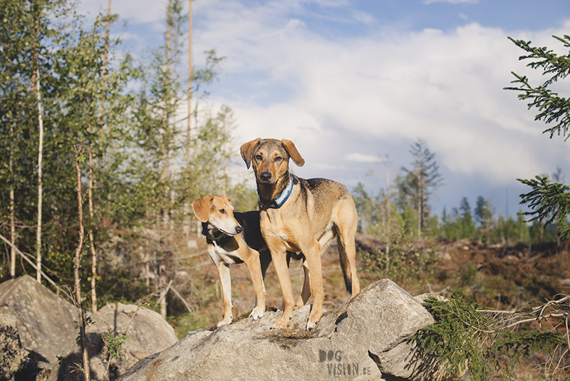 Hondenfotografie, hondenfotograaf Europa, Hondenportret, outdoor hondenfotografie, honden blog op www.DOGvision.be
