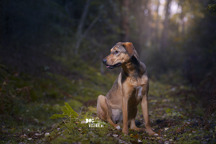 Moody dog photography shoot in the forest | hondenfotografie in het bos | off camera flash | blog on www.DOGvision.be