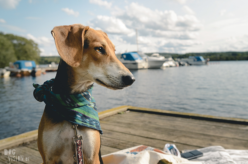 Wandeling in Zweden, haven in Dalarna, adoptie hond Kreta, www.DOGvision.be