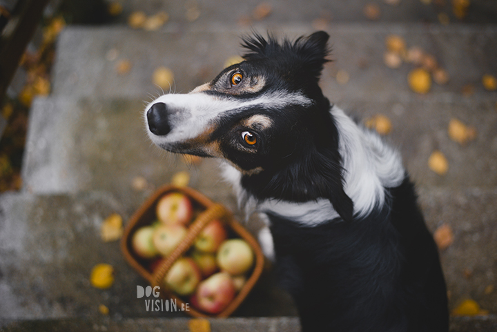 herfst Zweden | hondenfotografie en blog | www.DOGvision.be