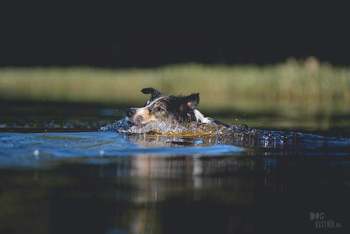 #TongueOutTuesday (23), professionele hondenfotografie, hondenfotografie, avontuur met honden, fotoproject, Dalarna Zweden, www.DOGvision.be