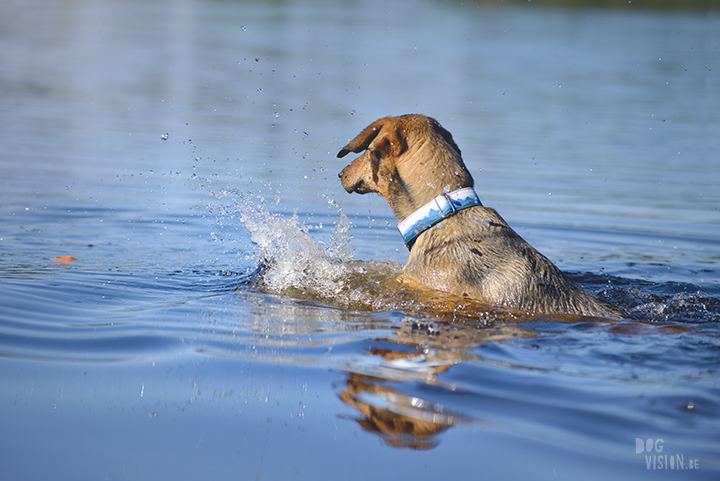 #TongueOutTuesday (23), professionele hondenfotografie, hondenfotografie, avontuur met honden, fotoproject, Dalarna Zweden, www.DOGvision.be