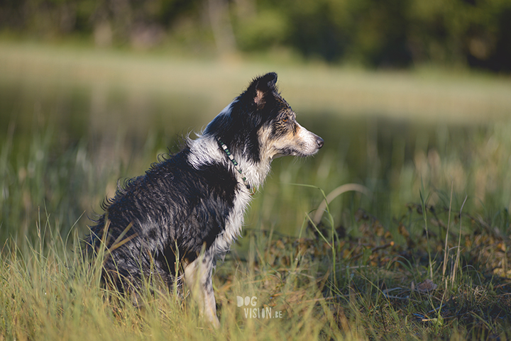 #TongueOutTuesday (23), professionele hondenfotografie, hondenfotografie, avontuur met honden, fotoproject, Dalarna Zweden, www.DOGvision.be