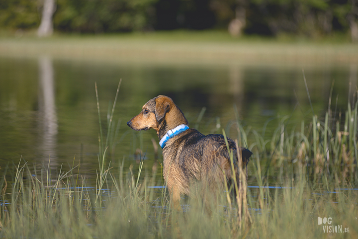 #TongueOutTuesday (23), professionele hondenfotografie, hondenfotografie, avontuur met honden, fotoproject, Dalarna Zweden, www.DOGvision.be