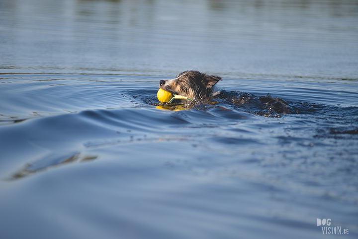 #TongueOutTuesday (23), professionele hondenfotografie, hondenfotografie, avontuur met honden, fotoproject, Dalarna Zweden, www.DOGvision.be