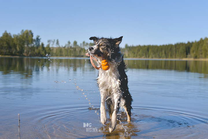 #TongueOutTuesday (23), professionele hondenfotografie, hondenfotografie, avontuur met honden, fotoproject, Dalarna Zweden, www.DOGvision.be