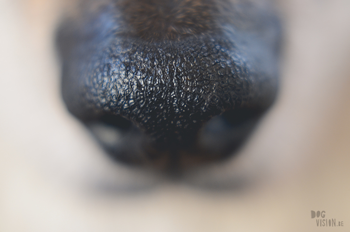 #TongueOutTuesday (05) | honden blog uit Zweden | www.DOGvision.be