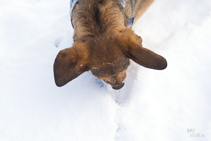 Hondenblog, Fenne Kustermans fotografie, honden in Zweden, actiefotografie, lifestyle hondenfotografie, www.DOGvision.be