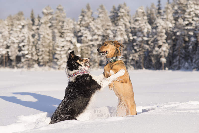 Hondenblog, Fenne Kustermans fotografie, honden in Zweden, actiefotografie, lifestyle hondenfotografie, www.DOGvision.be