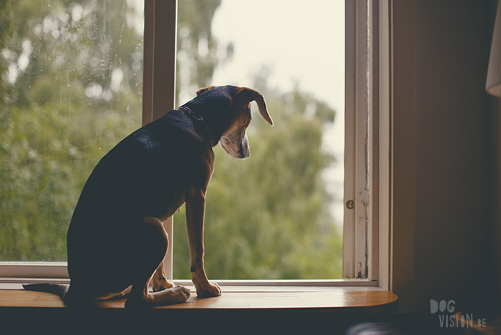 Samen naar de regen kijken, hondenfotograaf, www.dogvision.be