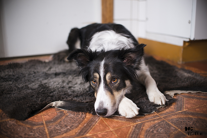 hondenfotografie Zweden, wandelen in Zweden, honden blog, www.DOGvision.be