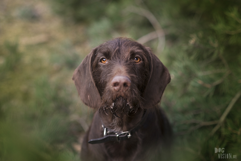 hondenfotografie Zweden, wandelen in Zweden, honden blog, www.DOGvision.be