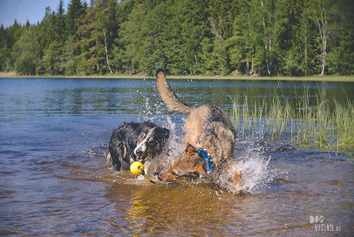 #TongueOutTuesday (23), professionele hondenfotografie, hondenfotografie, avontuur met honden, fotoproject, Dalarna Zweden, www.DOGvision.be