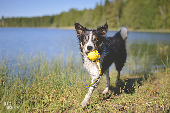 #TongueOutTuesday (23), professionele hondenfotografie, hondenfotografie, avontuur met honden, fotoproject, Dalarna Zweden, www.DOGvision.be