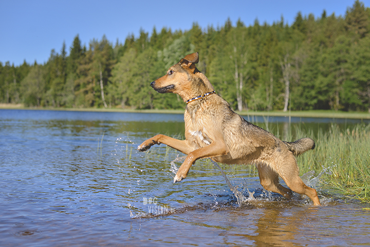 #TongueOutTuesday (23), professionele hondenfotografie, hondenfotografie, avontuur met honden, fotoproject, Dalarna Zweden, www.DOGvision.be