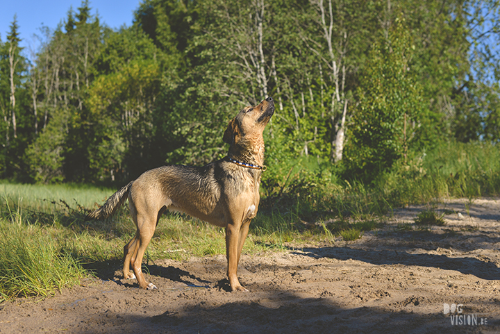 #TongueOutTuesday (23), professionele hondenfotografie, hondenfotografie, avontuur met honden, fotoproject, Dalarna Zweden, www.DOGvision.be