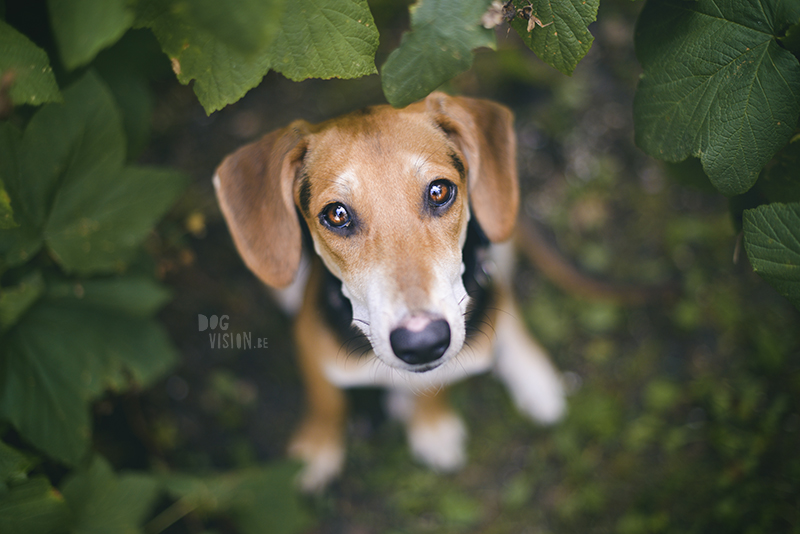 portret adoptiehond Griekenland, hondenfotografie Zweden, hondenfotografie Europa, fotoproject honden, www.DOGvision.be