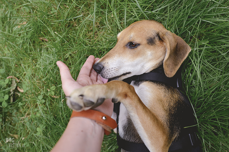 Adoptie hondje uit Kreta, Lizzie, hondenfotografie, www.DOGvision.be