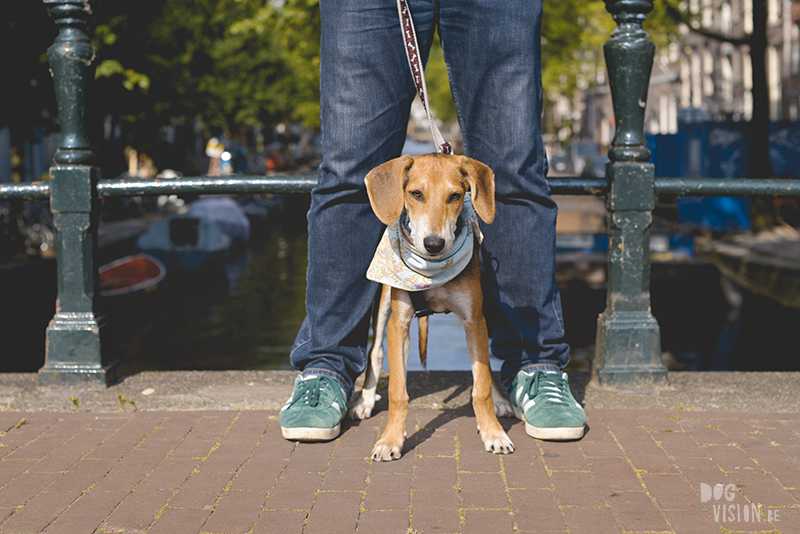 reizen met honden naar Amsterdam Nederland, Zaventem, Border Collie, hondenfotografie, www.dogvision.be