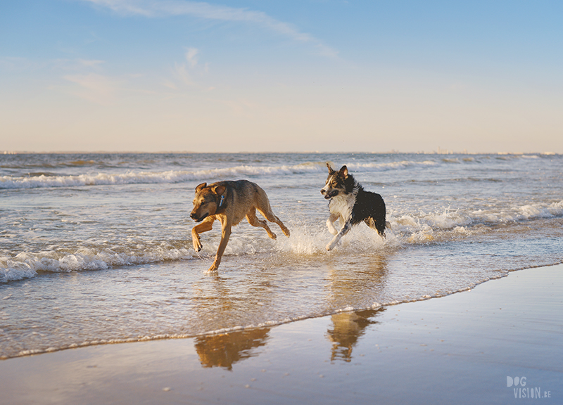 Honden aan zee in Nederland, adoptie hond uit Griekenland, hondenfotografie en blog op www.dogvision.be