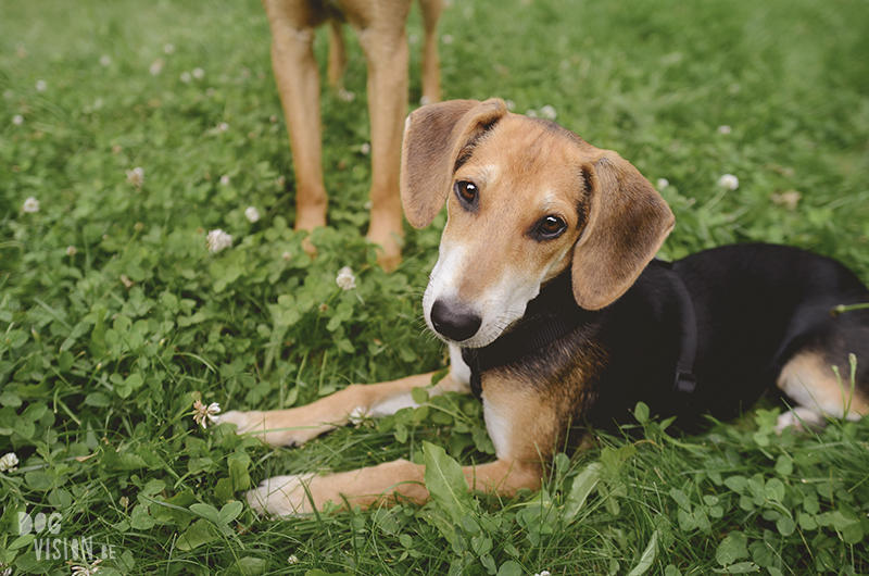 We adopted a dog from Crete, meet Lizzie, www.DOGvision.eu