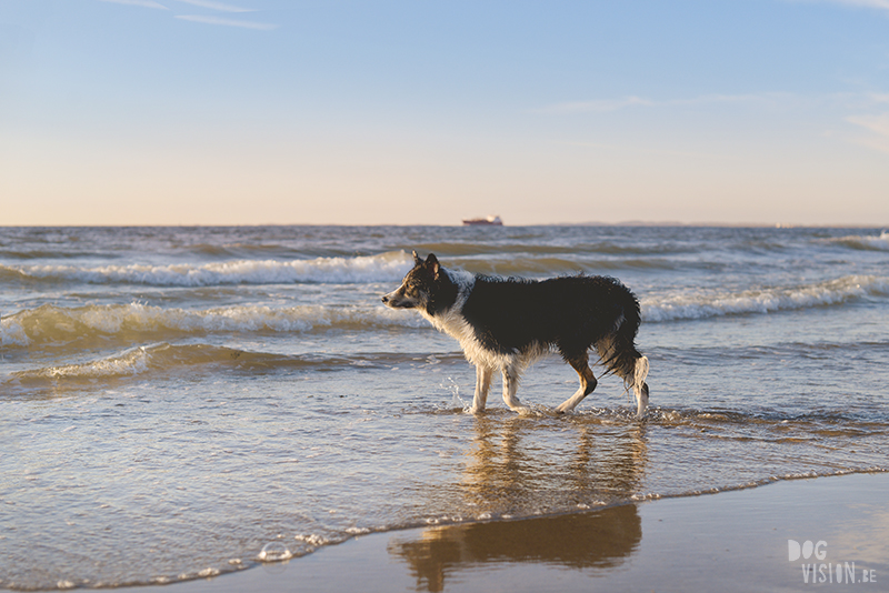 Honden aan zee in Nederland, adoptie hond uit Griekenland, hondenfotografie en blog op www.dogvision.be