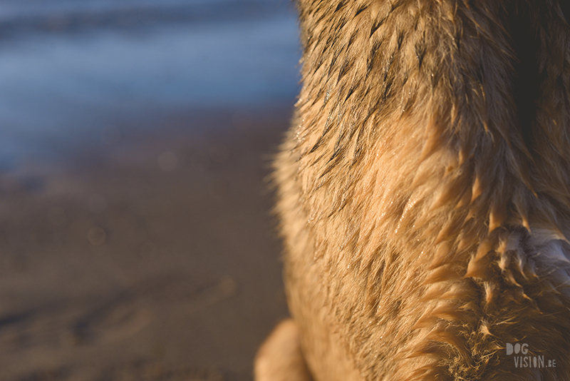 Honden aan zee in Nederland, adoptie hond uit Griekenland, hondenfotografie en blog op www.dogvision.be