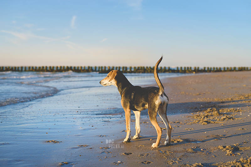 Honden aan zee in Nederland, adoptie hond uit Griekenland, hondenfotografie en blog op www.dogvision.be