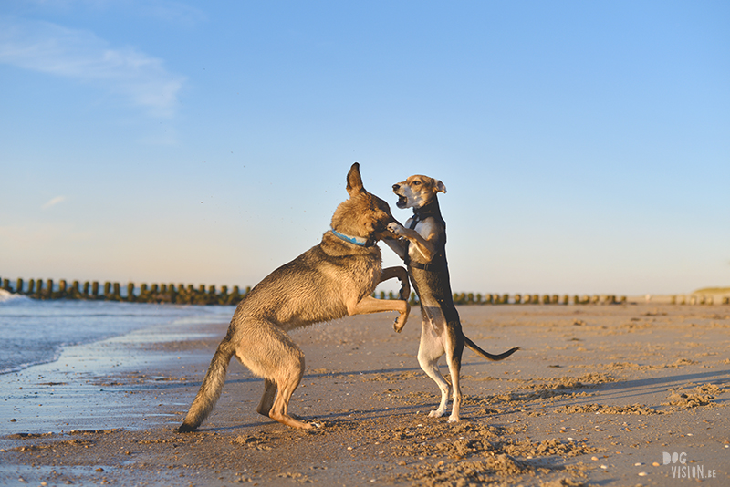 Honden aan zee in Nederland, adoptie hond uit Griekenland, hondenfotografie en blog op www.dogvision.be