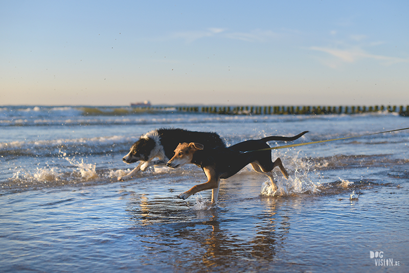 Honden aan zee in Nederland, adoptie hond uit Griekenland, hondenfotografie en blog op www.dogvision.be