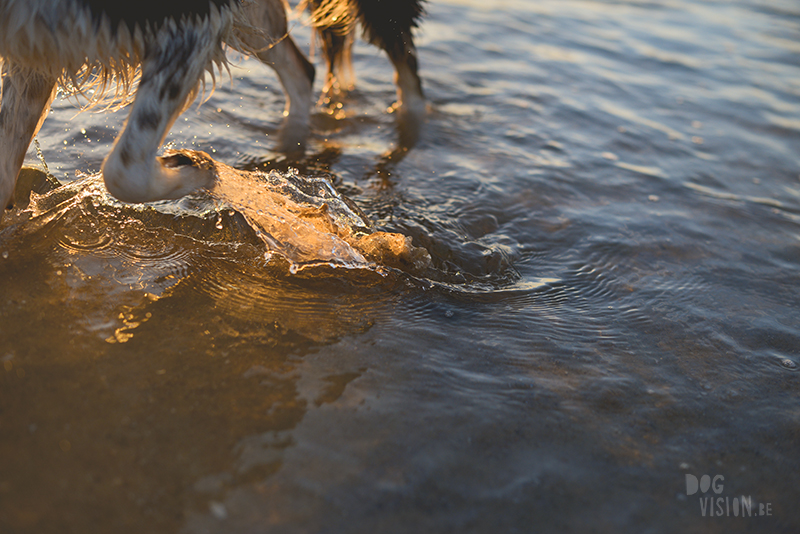 Honden aan zee in Nederland, adoptie hond uit Griekenland, hondenfotografie en blog op www.dogvision.be