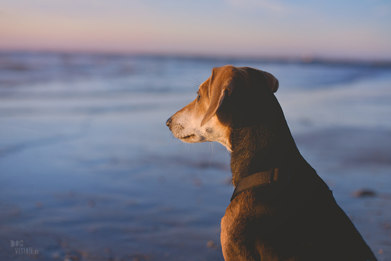 Dogs playing at the beach, Traveling to Cadzand in the Netherlands, going to the beach with the dogs, rescue dog from Greece, dog photography and blog on www.DOGvision.eu