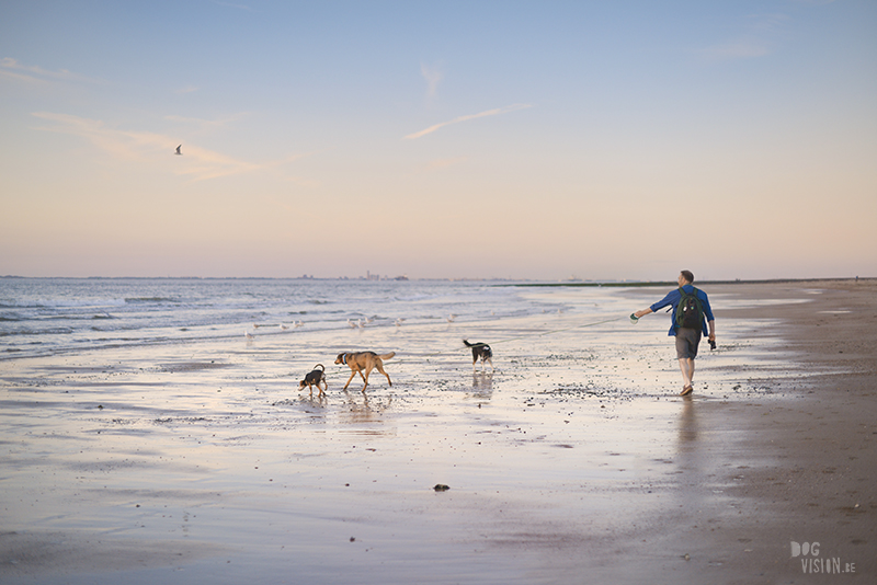 Honden aan zee in Nederland, adoptie hond uit Griekenland, hondenfotografie en blog op www.dogvision.be