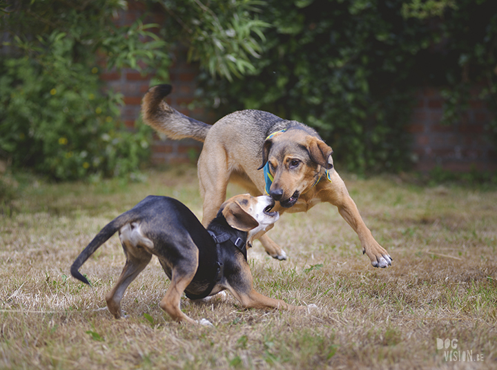 Adoptie hondje uit Kreta, Lizzie, hondenfotografie, www.DOGvision.be